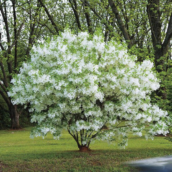 A tree with white flowers growing in the middle of it.