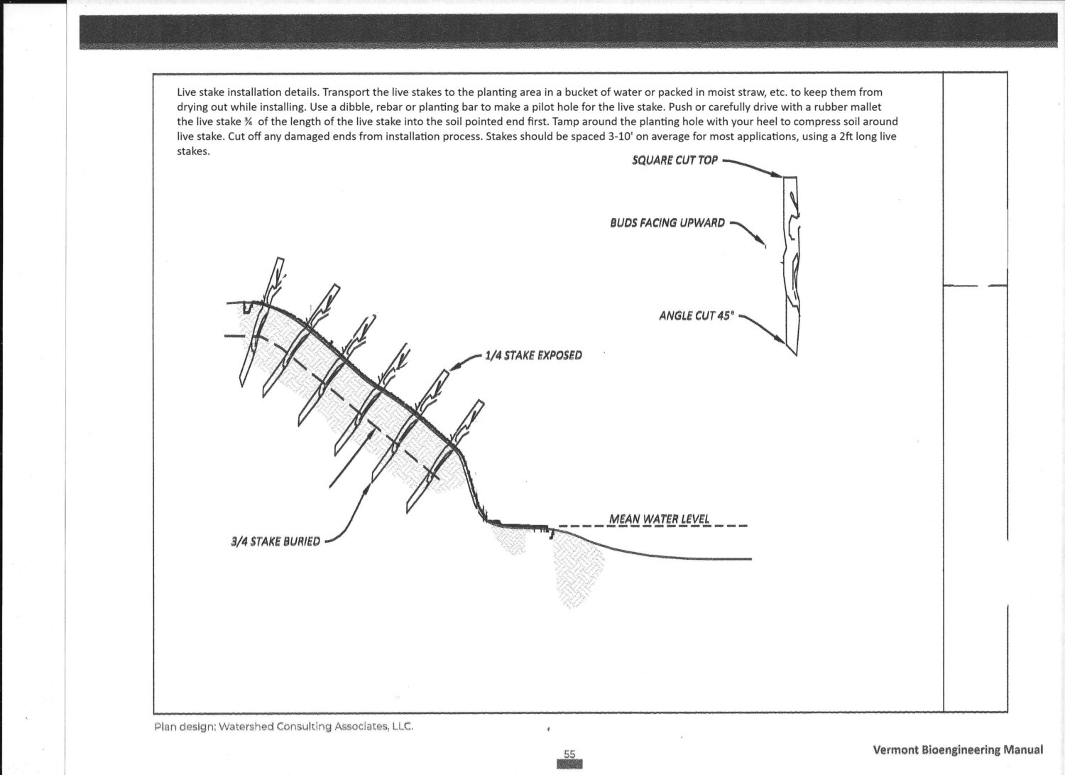 How to plant Live Stakes