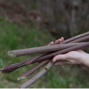 Native live stakes for erosion control