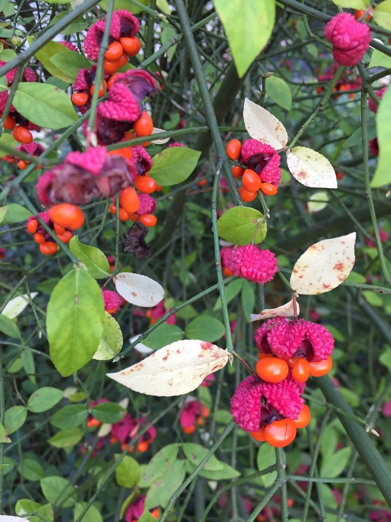 A close up of some leaves and berries