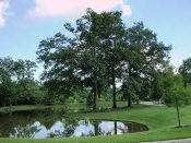 A pond in the middle of a park with trees.