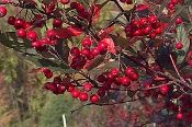 A close up of red berries on a tree