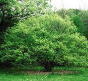 Carpinus caroliniana, American Hornbeam Native Bare Root Trees