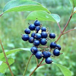 A close up of some berries on a plant