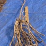 Mayapple bare root