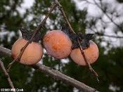 Three peaches hanging on a tree branch.