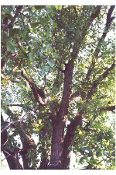 Populus deltoides, Eastern Cottonwood Bare Root Native Trees