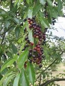 Prunus serotina, Black Wild Cherry Bare Root Native Trees
