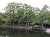A group of trees that are next to the water.
