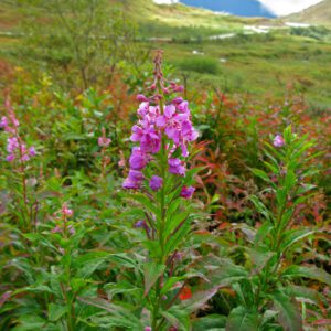 Chamaenerion angustifolium, Native Fireweed, Organically Grown Native Perennial Plugs, Native Wildflowers, Native Pollinator Support Plants