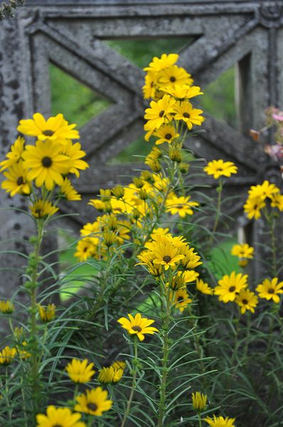 Helianthus angustifolius, Swamp Sunflower, Native Perennial Wildflower