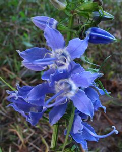 Campanulastrum americana, American Bellflower, Organically Grown Native Perennial Plugs, Native Wildflowers, Native Pollinator Support Plants