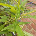 A caterpillar is sitting on the leaves of a plant.