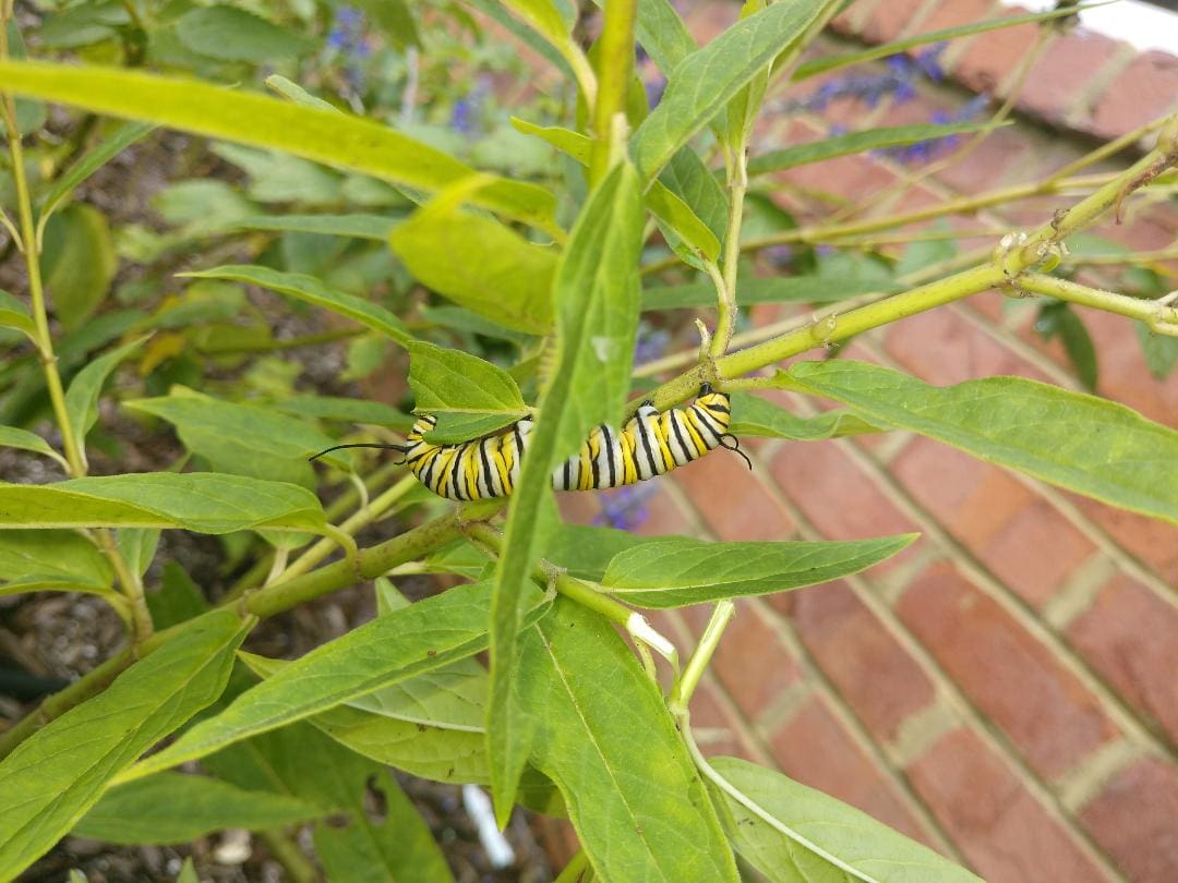 A caterpillar is sitting on the leaves of a plant.