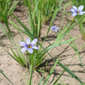  Sisyrinchium angustifolium, Blue-Eyed Grass, Wholesale Native Bare Root Perennial, 
