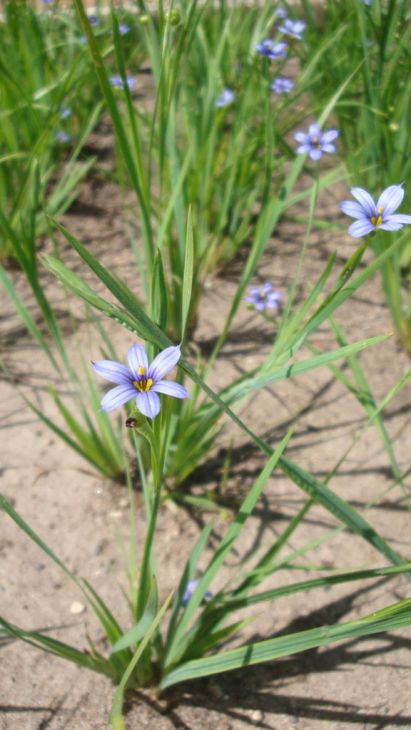  Sisyrinchium angustifolium, Blue-Eyed Grass, Wholesale Native Bare Root Perennial, 