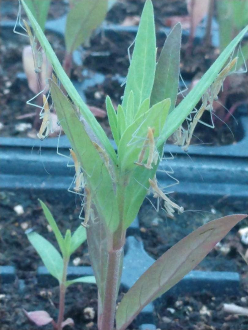 A close up of the leaves on a plant