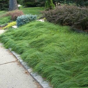 Carex pensylvanica, Pennsylvania sedge, Wholesale Native Bare Root Perennial Grass-2