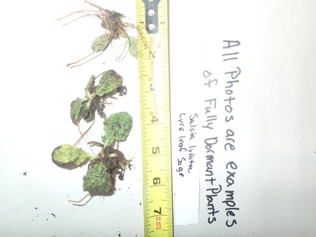 Salvia lyrata, Lyre Leaf Sage, Wholesale Native Bare Root Perennial