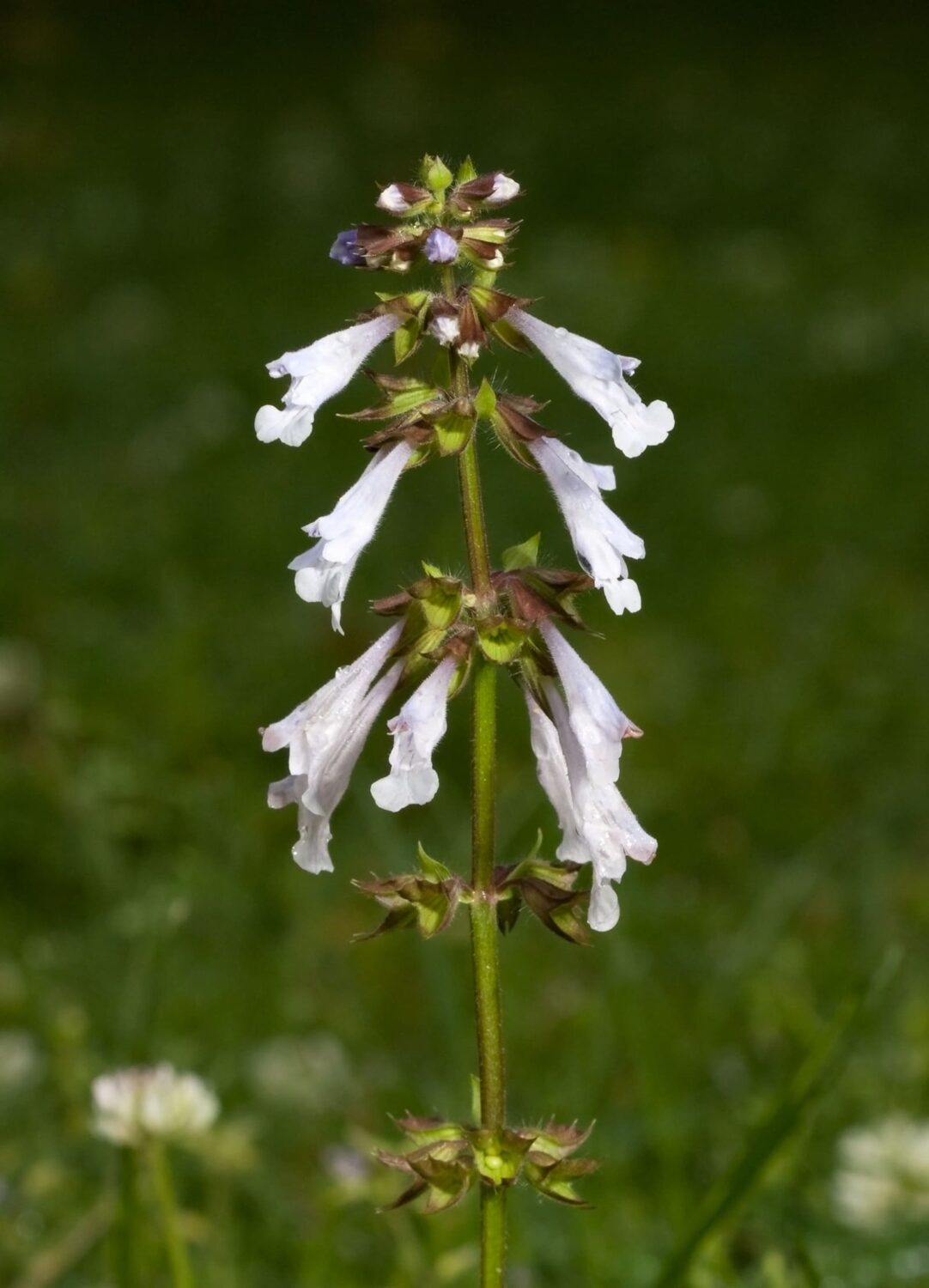 Salvia lyrata, Lyre Leaf Sage, Native Bare Root Perennial