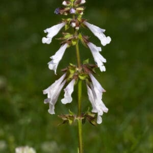 Salvia lyrata, Lyre Leaf Sage, Native Bare Root Perennial