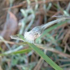 Antennaria solitaria, Solitary Pussy-toes, Bare Root Native Perennial Wildflower