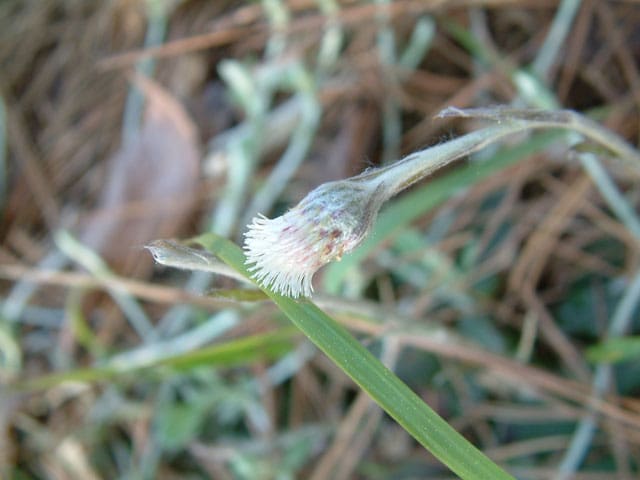 Antennaria solitaria, Solitary Pussy-toes, Bare Root Native Perennial Wildflower