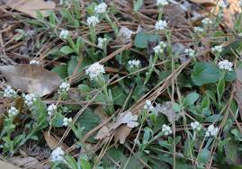 Antennaria solitaria, Solitary pussytoes