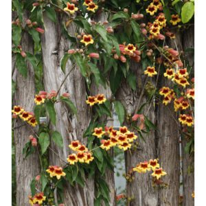 A wooden fence with flowers growing on it.