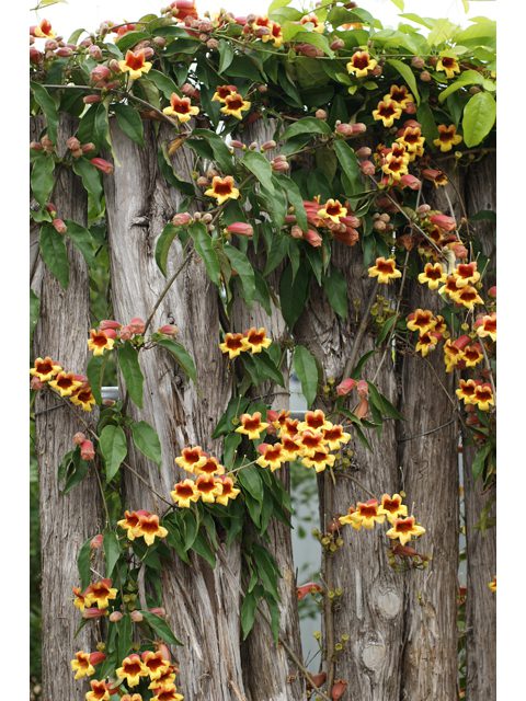 A wooden fence with flowers growing on it.