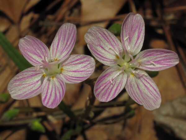Two pink flowers with white stripes on them.