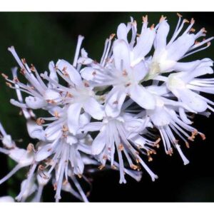 Clethra alnifolia, Sweet Pepperbush, plug, VA ecotype, Organically Grown Native Plugs, Native Shrubs, Native Pollinator Support Plants