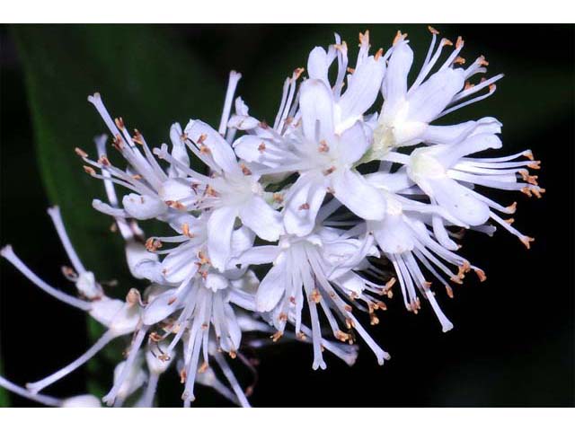 Clethra alnifolia, Sweet Pepperbush, plug, VA ecotype, Organically Grown Native Plugs, Native Shrubs, Native Pollinator Support Plants