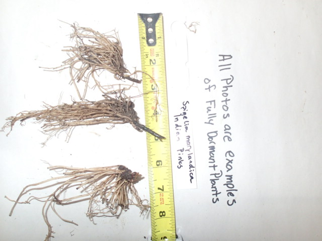 Spigelia marilandica, Indian Pinks, Wholesale Native Bare Root Perennial Wildflower