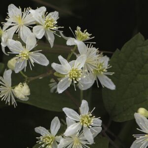 A close up of some white flowers with green leaves