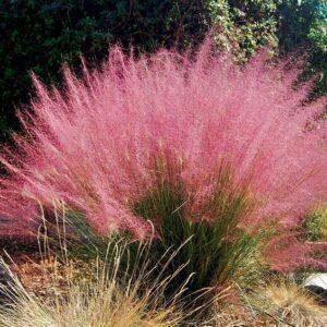 Muhlenbergia mexicana, Mexican Pink Muhly Grass, Wholesale Native Perennial Plant Plugs, Native Grasses, Native Pollinator Support Plants, Organically Grown