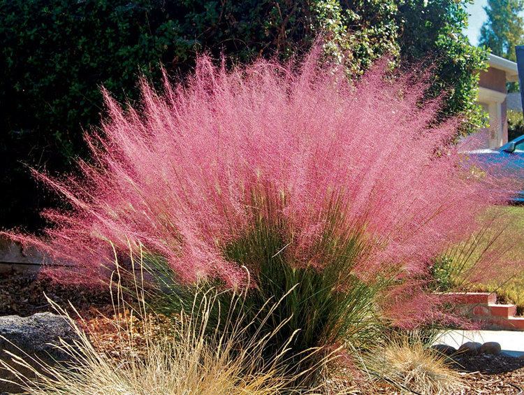 Muhlenbergia mexicana, Mexican Pink Muhly Grass, Wholesale Native Perennial Plant Plugs, Native Grasses, Native Pollinator Support Plants, Organically Grown