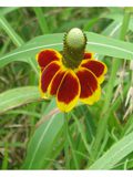 Ratibida columnifera, Mexican Hat, Native Perennial Plant Plugs, Native Wildflowers, Native Pollinator Support Plants, Organically Grown