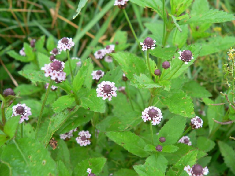 Phyla lanceolata, Lanceleaf Frogfruit, Wholesale Native Wetland Plant Plugs