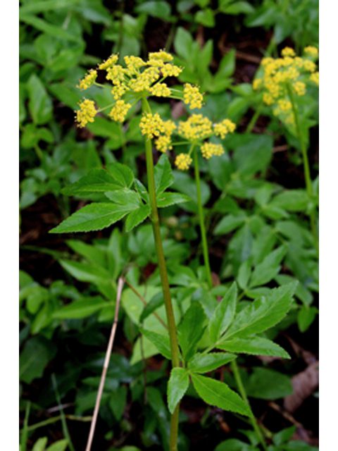 Zizea aurea, Golden Alexanders, Wholesale Native Perennial Plant Plugs, Native Wildflowers, Native Pollinator Support Plants, Organically Grown