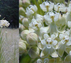 Asclepias verticillata, Whorled Milkweed, Organically Grown Native Perennial Plugs, Native Wildflowers, Native Pollinator Support Plants