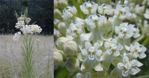 Asclepias verticillata, Whorled Milkweed, Organically Grown Native Perennial Plugs, Native Wildflowers, Native Pollinator Support Plants