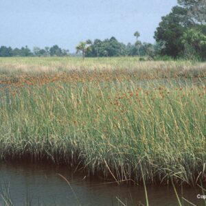 A field with tall grass and water in the background.