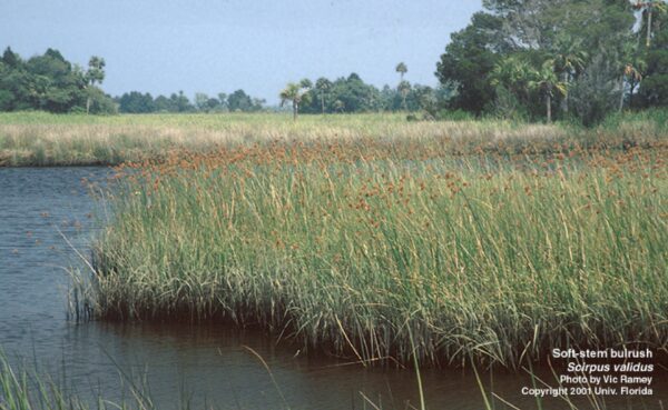 A field with tall grass and water in the background.