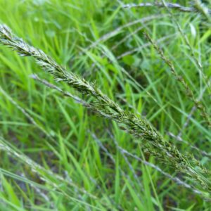 Chasmanthium laxum, Slender Woodoats, Wholesale Native Grasses, Perennial Grass Plugs, Organically Grown