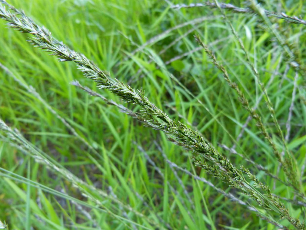 A close up of some grass in the sun