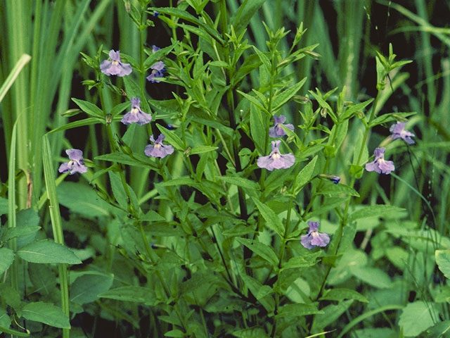 Mimulus ringens, Allegheny Monkeyflower, Wholesale Native Perennial Plant Plugs, Wetland Plants, Organically Grown