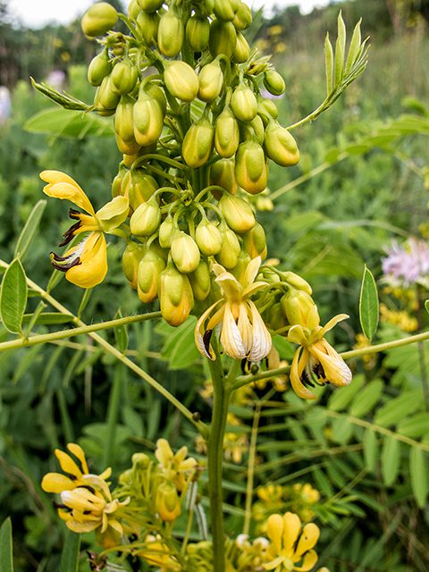 Senna hebecarpa, Wild Senna Wholesale Native Perennial Plant Plugs, Native Wildflowers, Native Pollinator Support Plants, Organically Grown