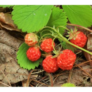 Fragaria virginiana, Virginia Strawberry, Wholesale Native Bare Root Perennials