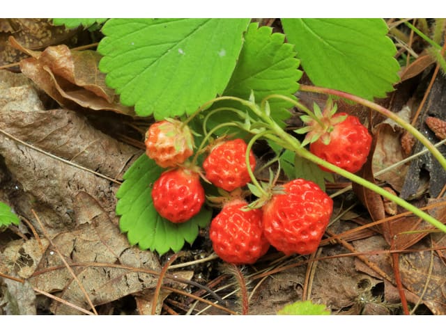 Fragaria virginiana, Virginia Strawberry, Wholesale Native Bare Root Perennials